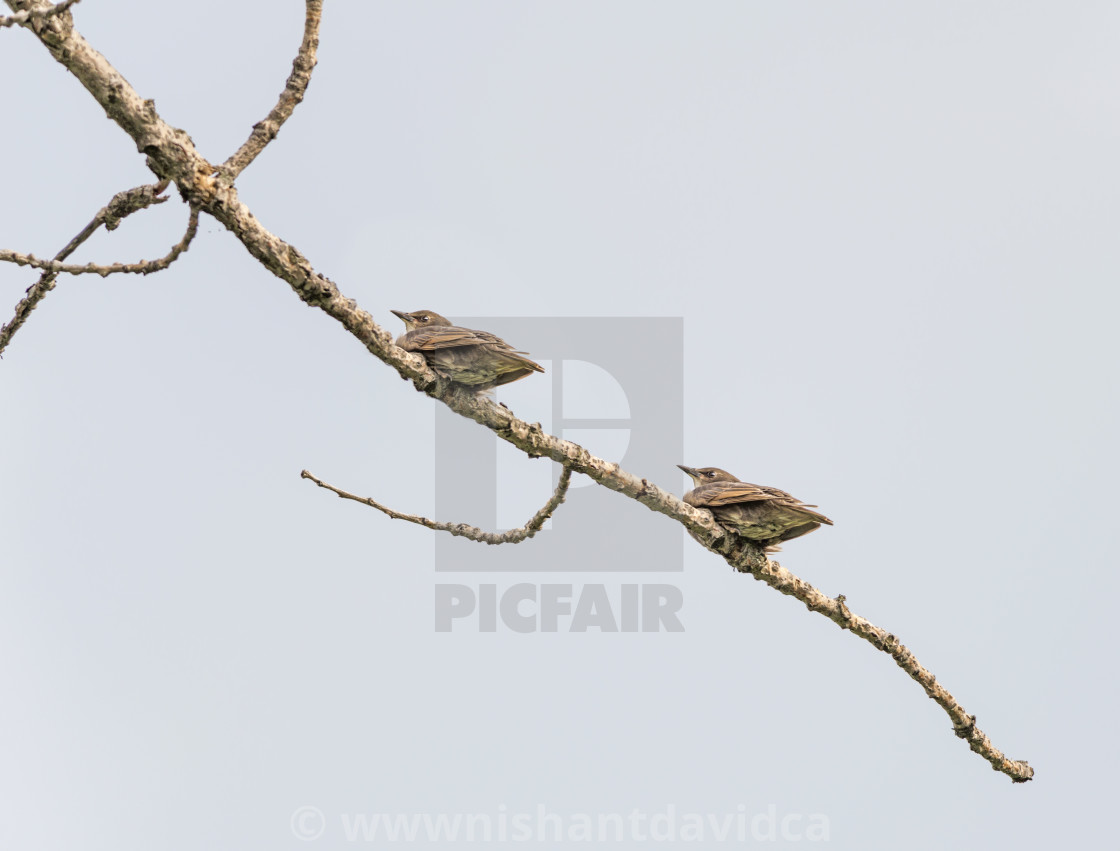 "The female house sparrow (Passer domesticus)" stock image