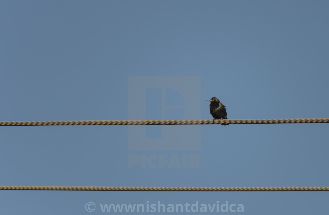 "The Lonely Bird" stock image