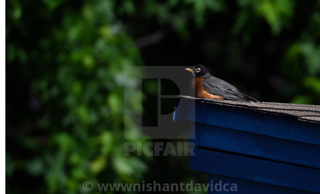 "The American robin (Turdus migratorius)" stock image