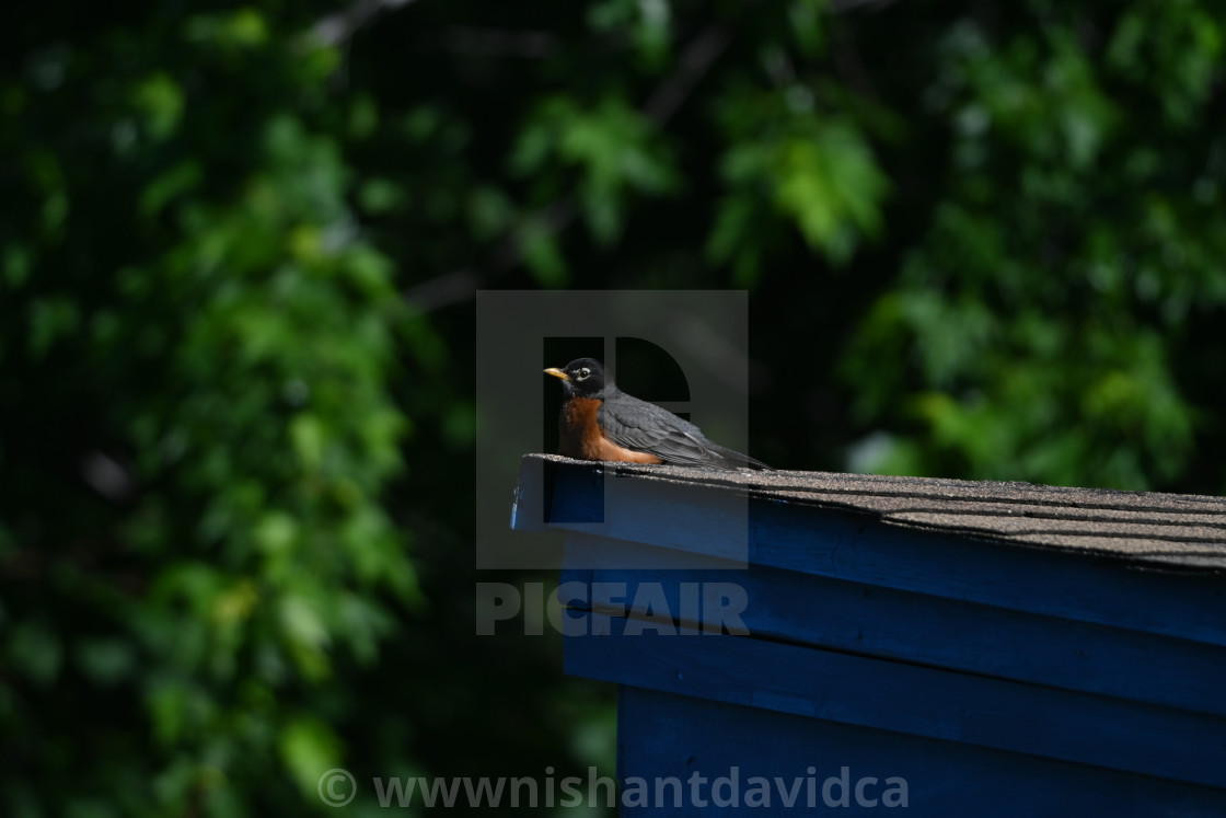 "The American robin (Turdus migratorius)" stock image