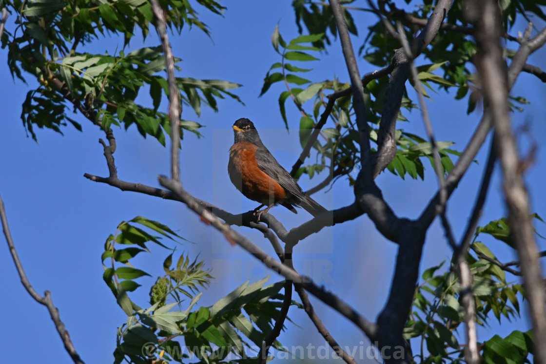 "The American robin (Turdus migratorius)" stock image