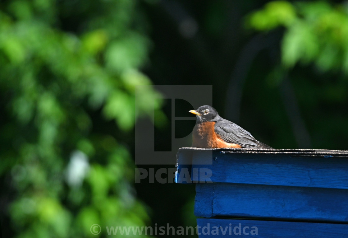 "The American robin (Turdus migratorius)" stock image