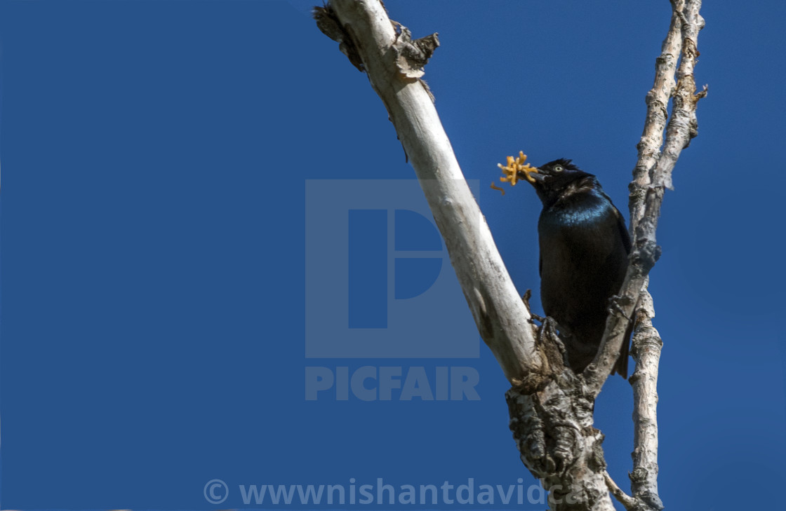 "The common grackle (Quiscalus quiscula)" stock image