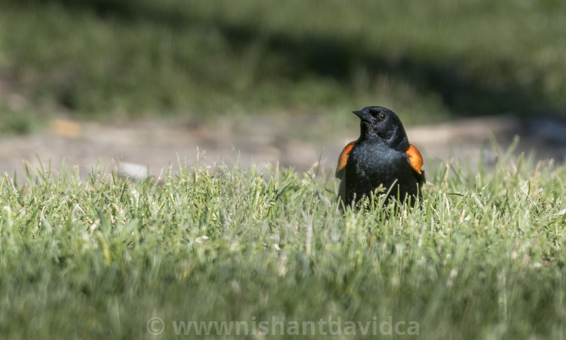 "The red-winged blackbird (Agelaius phoeniceus)" stock image