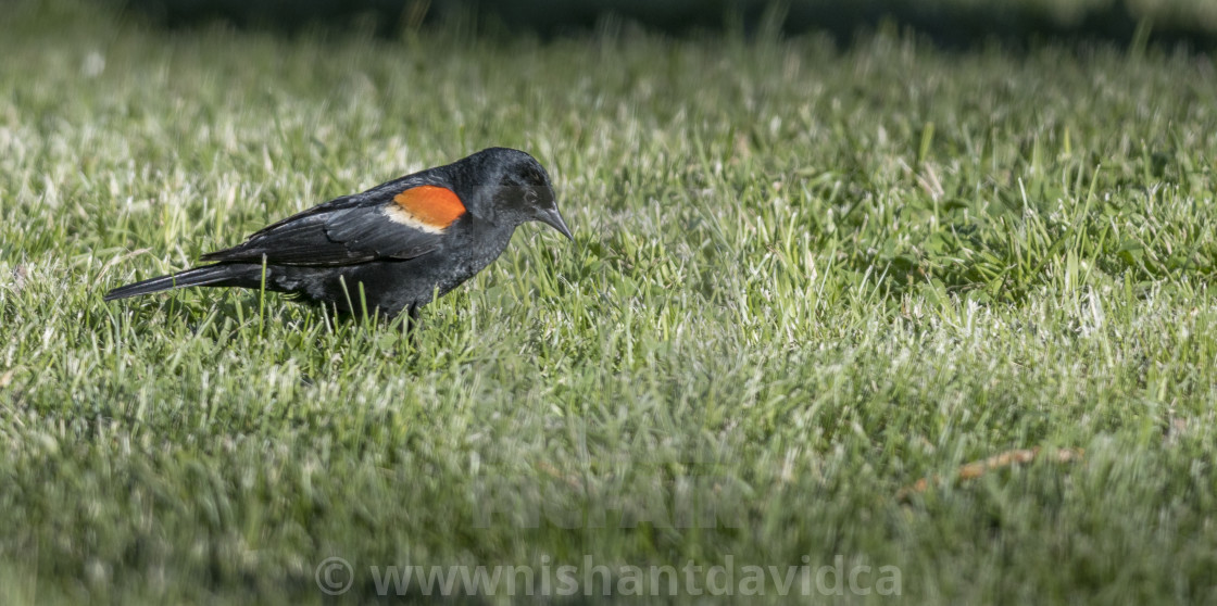 "The red-winged blackbird (Agelaius phoeniceus)" stock image