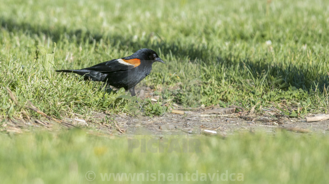 "The red-winged blackbird (Agelaius phoeniceus)" stock image