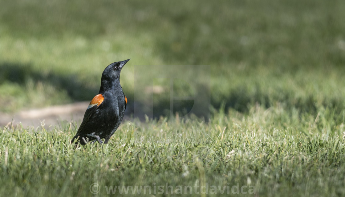 "The red-winged blackbird (Agelaius phoeniceus)" stock image