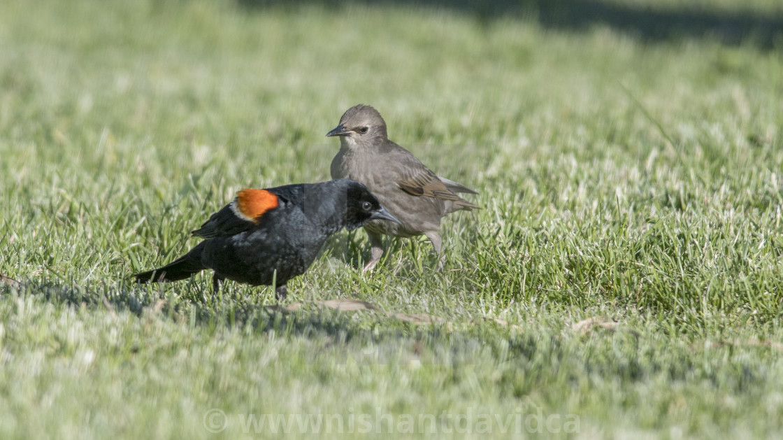 "The red-winged blackbird (Agelaius phoeniceus)" stock image