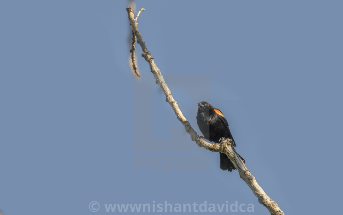 "The red-winged blackbird (Agelaius phoeniceus)" stock image