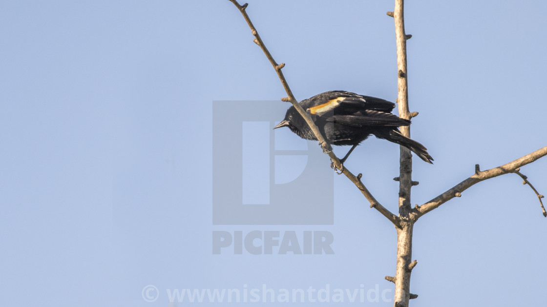 "The red-winged blackbird (Agelaius phoeniceus)" stock image