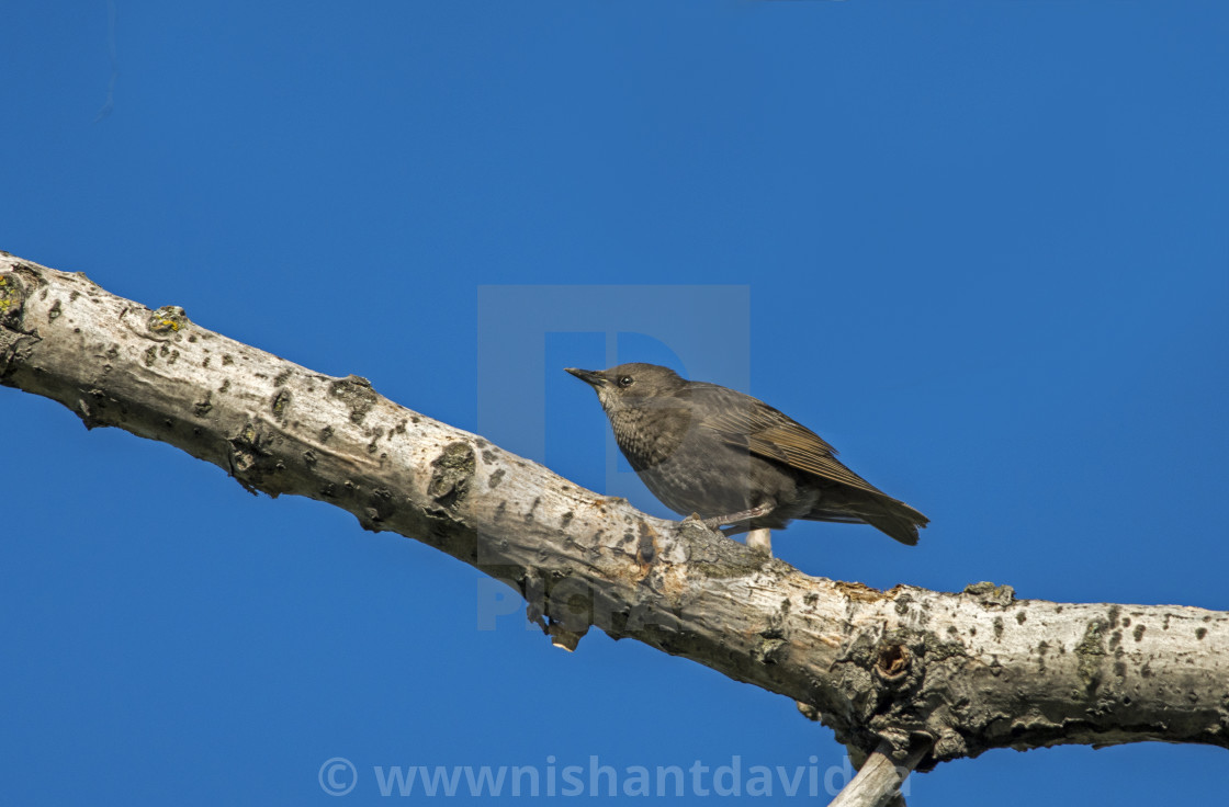 "The house sparrow (Passer domesticus)" stock image