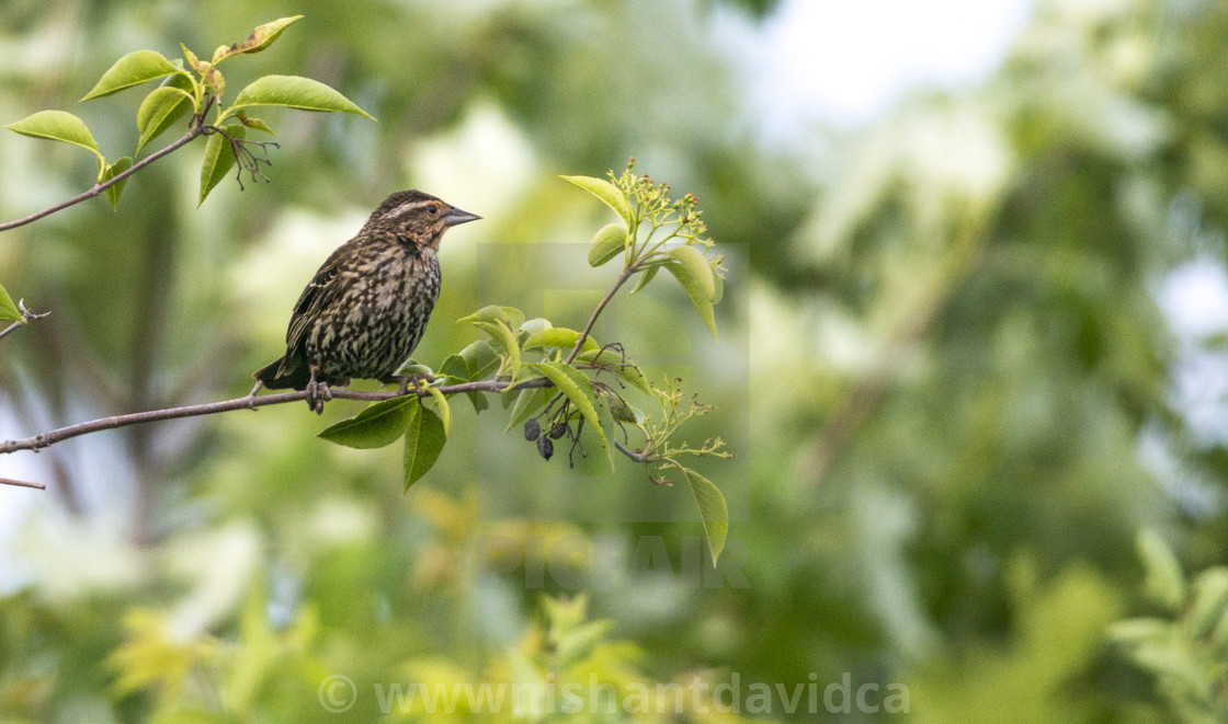 "The house finch (Haemorhous mexicanus)" stock image