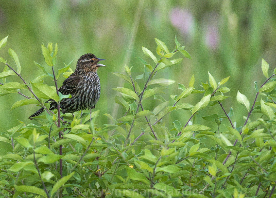 "The house finch (Haemorhous mexicanus)" stock image