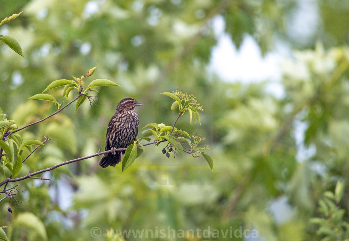 "The house finch (Haemorhous mexicanus)" stock image