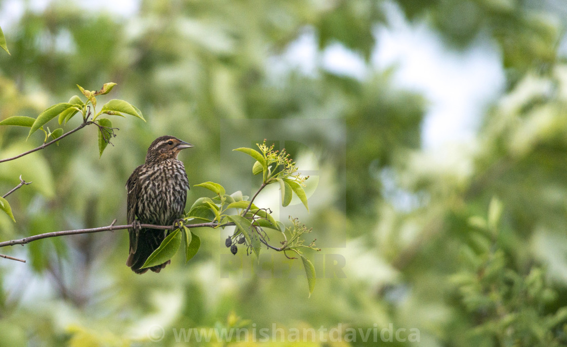 "The house finch (Haemorhous mexicanus)" stock image