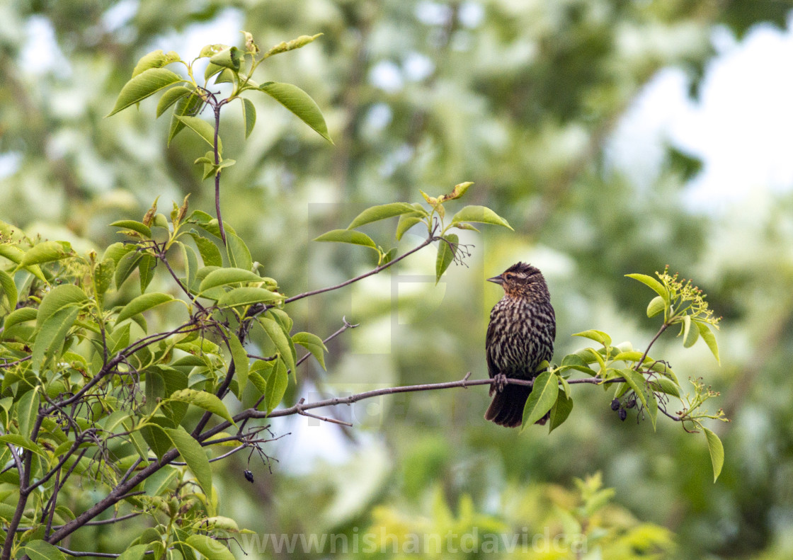 "The house finch (Haemorhous mexicanus)" stock image