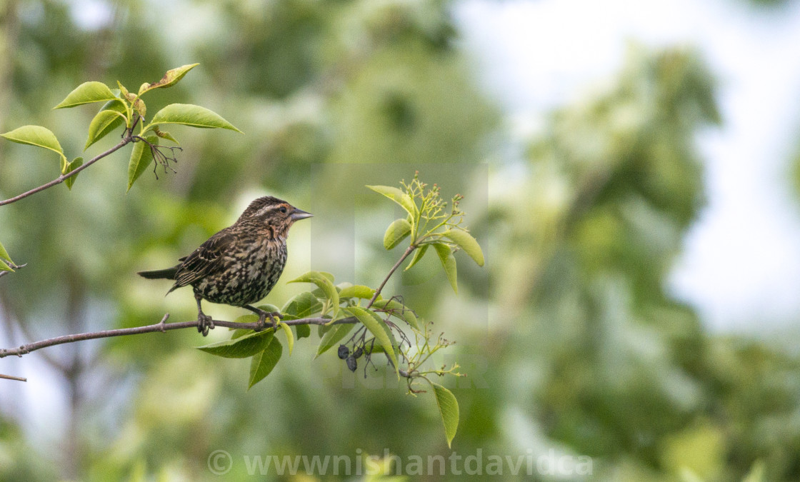 "The house finch (Haemorhous mexicanus)" stock image