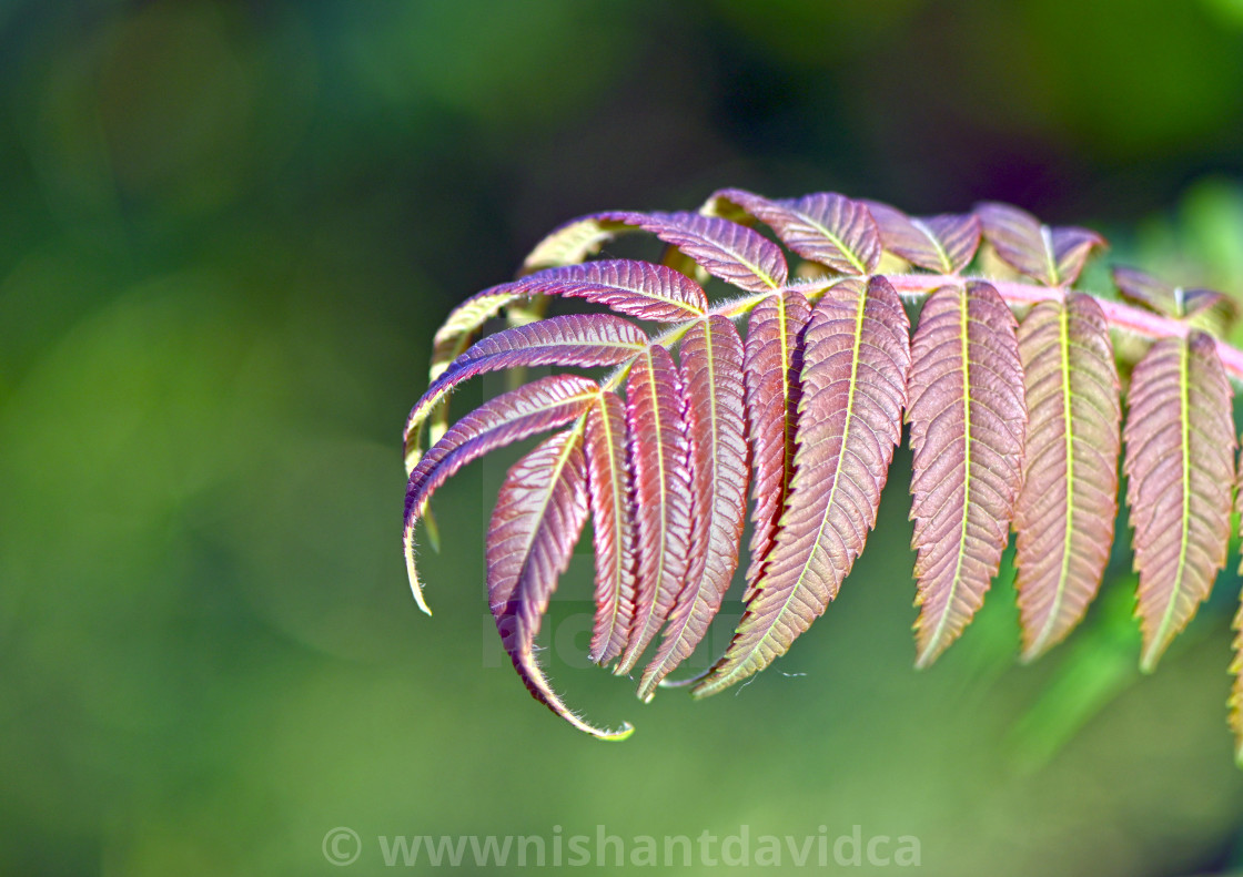 "Purple Leaves" stock image