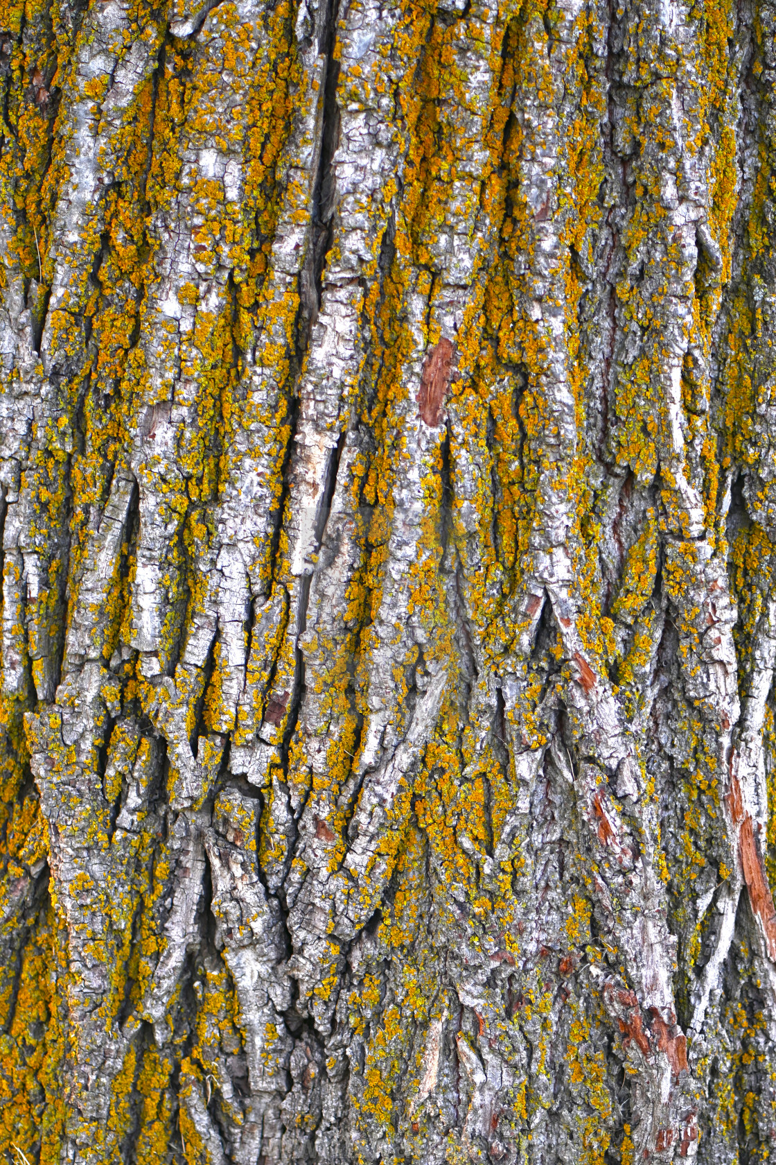 "Beautiful Texture on a Tree Trunk" stock image