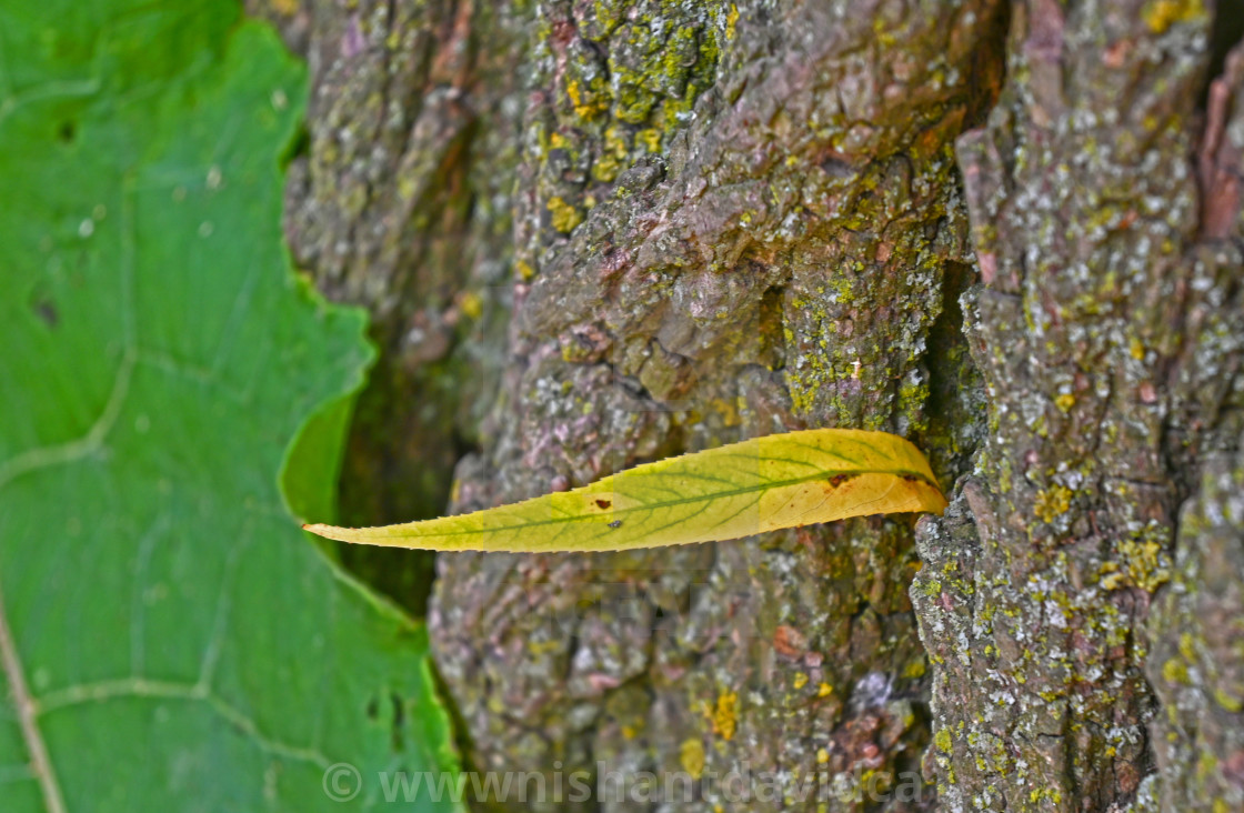 "The Yellow Leaf" stock image