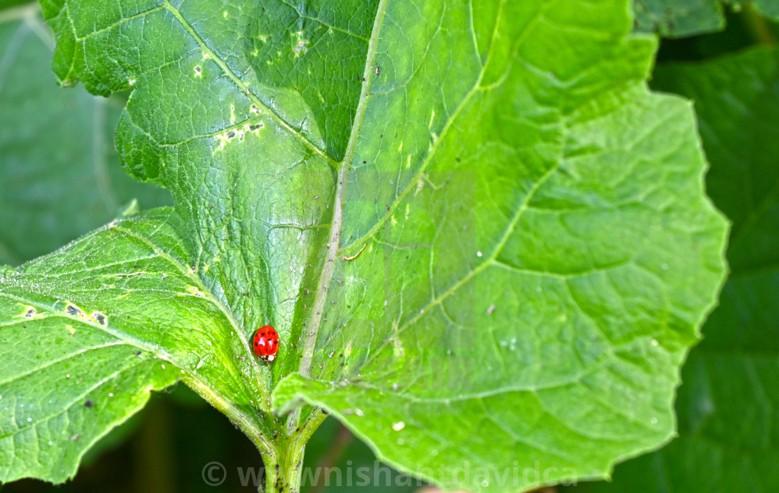 "The Lady Bug" stock image