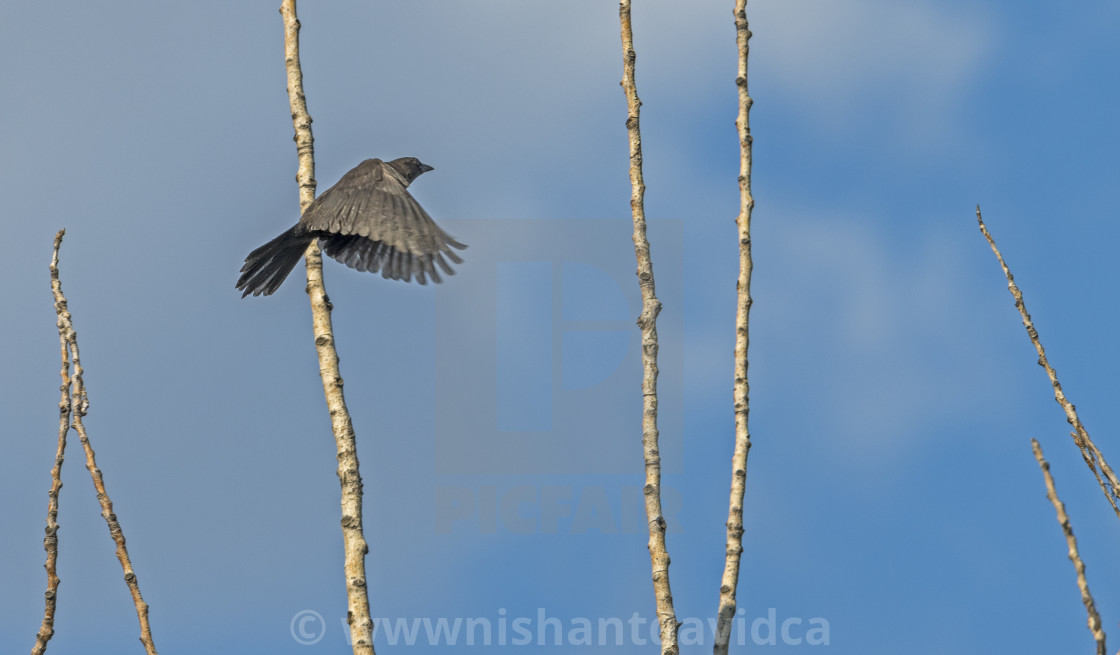 "The common grackle (Quiscalus quiscula)" stock image