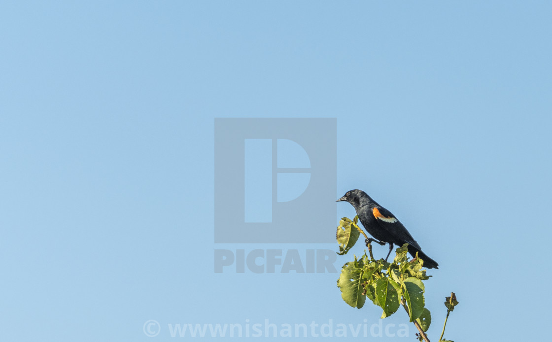 "The red-winged blackbird (Agelaius phoeniceus)" stock image