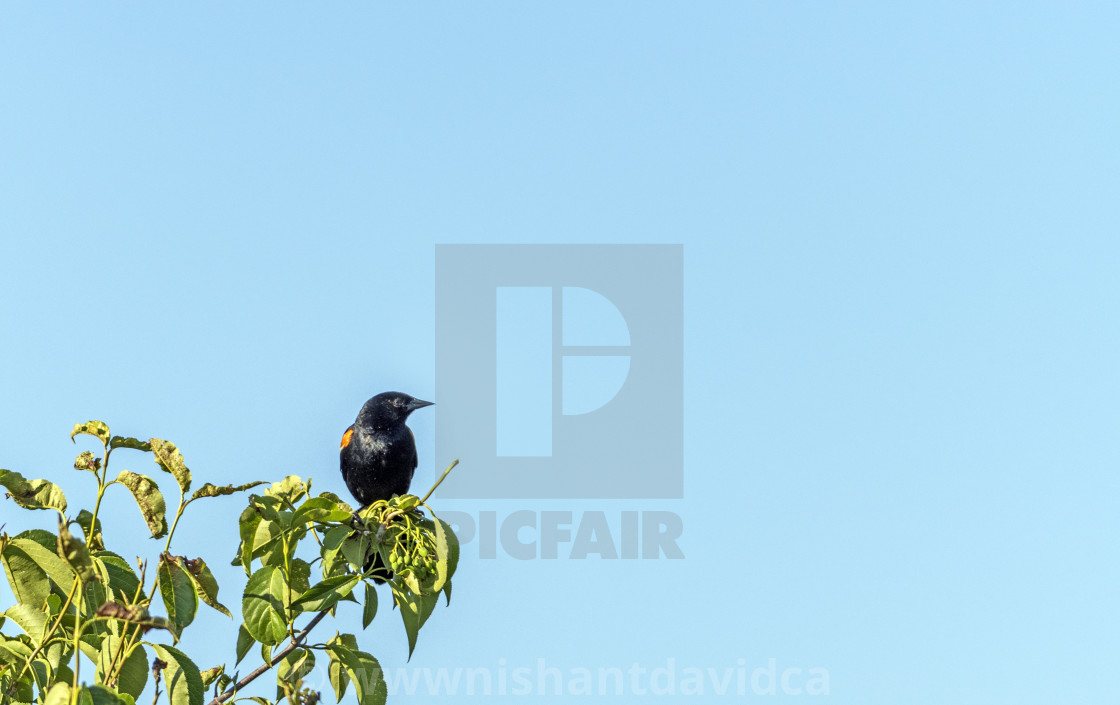 "The red-winged blackbird (Agelaius phoeniceus)" stock image