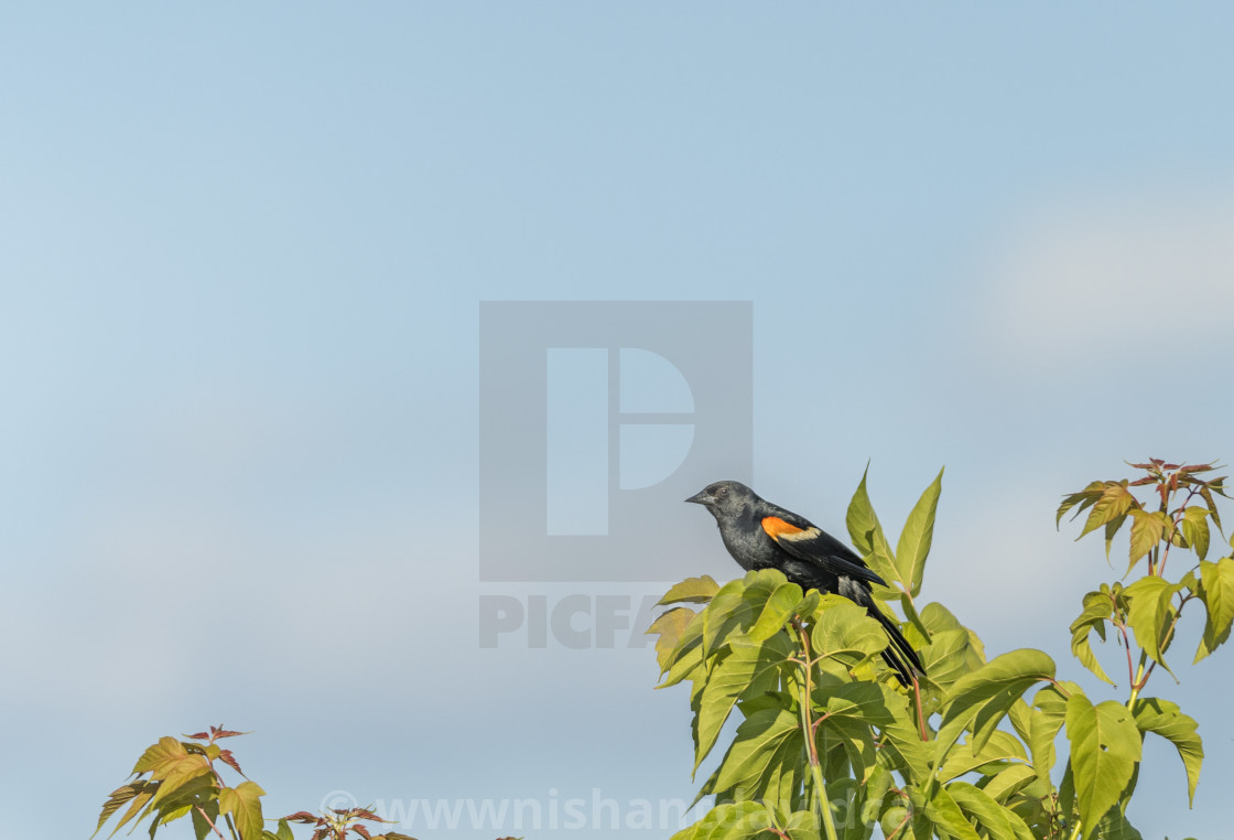 "The red-winged blackbird (Agelaius phoeniceus)" stock image