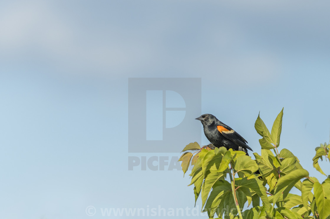 "The red-winged blackbird (Agelaius phoeniceus)" stock image