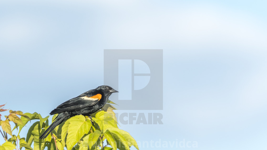 "The red-winged blackbird (Agelaius phoeniceus)" stock image