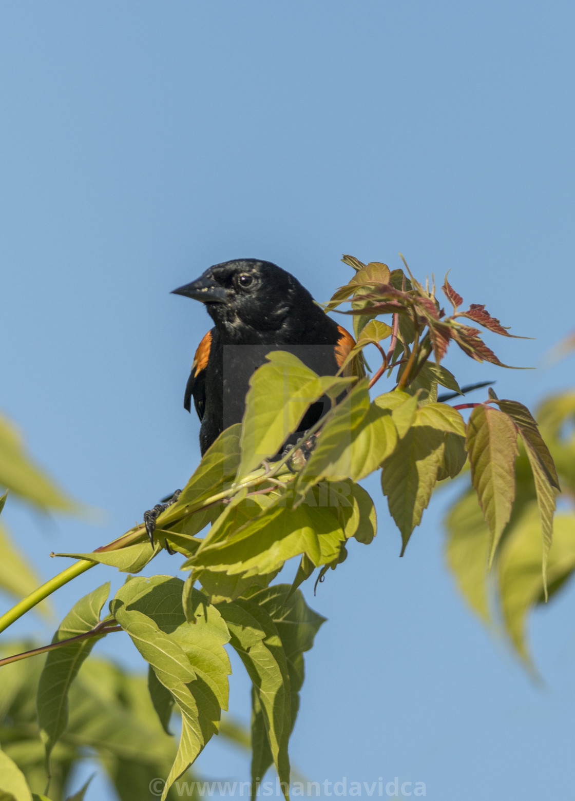 "The red-winged blackbird (Agelaius phoeniceus)" stock image