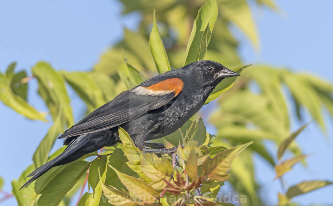 "The red-winged blackbird (Agelaius phoeniceus)" stock image