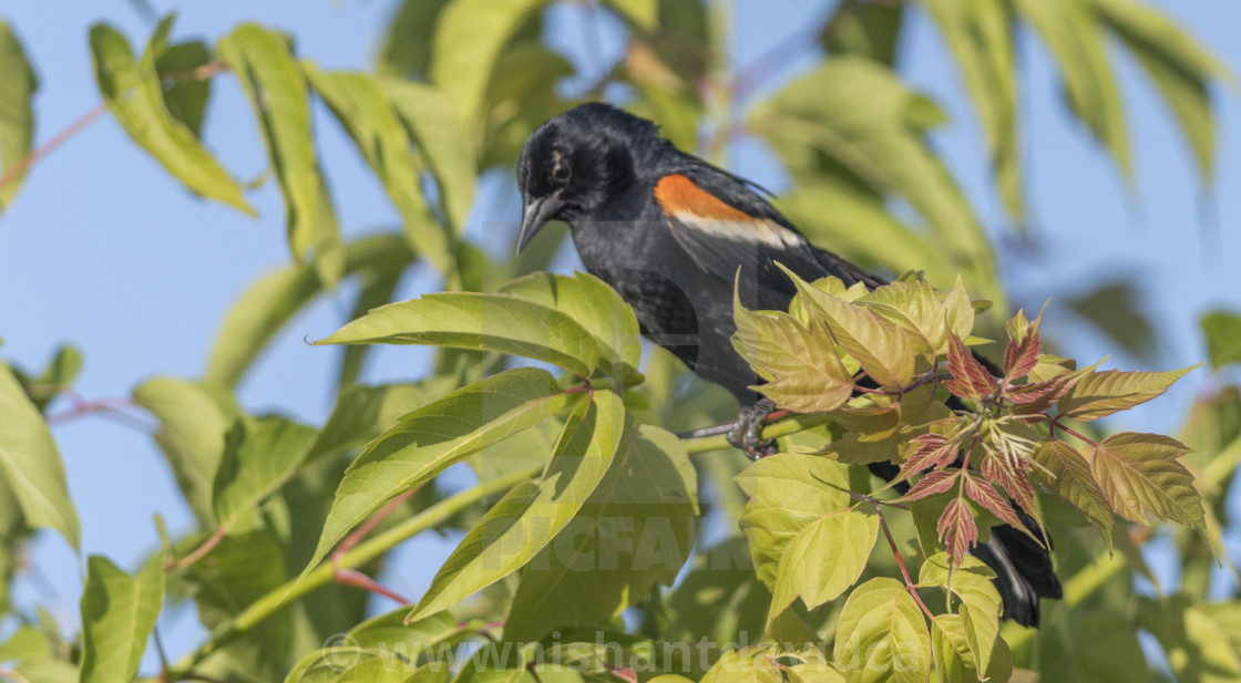 "The red-winged blackbird (Agelaius phoeniceus)" stock image