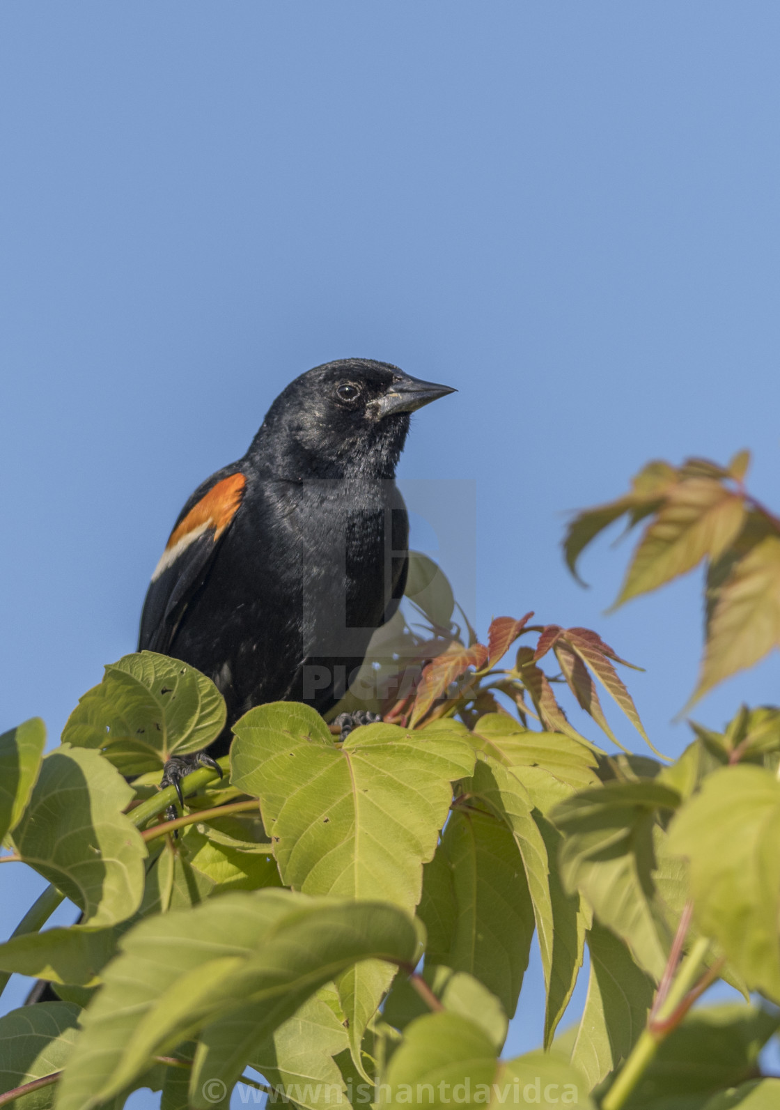 "The red-winged blackbird (Agelaius phoeniceus)" stock image