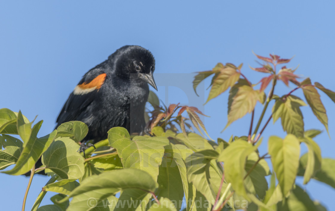 "The red-winged blackbird (Agelaius phoeniceus)" stock image