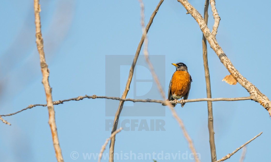 "The American robin (Turdus migratorius)" stock image