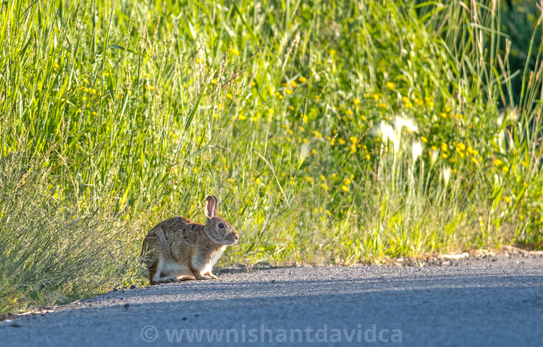 "The eastern cottontail (Sylvilagus floridanus)" stock image