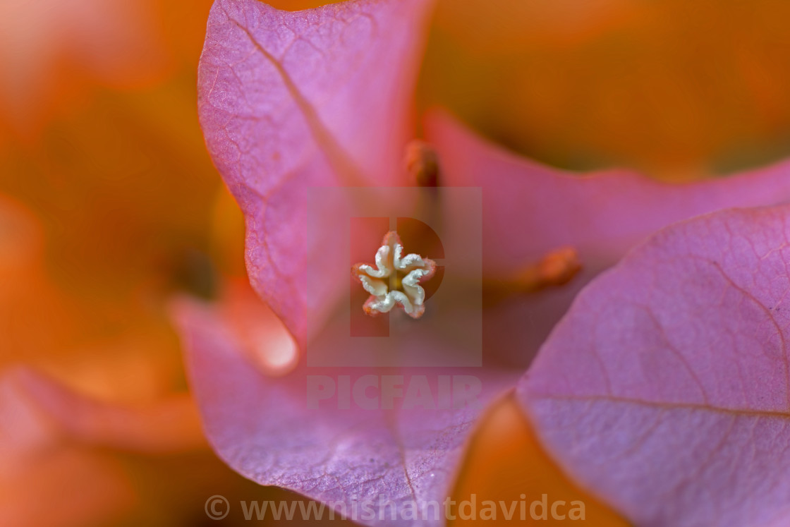 "The Pink Bougainvillea" stock image