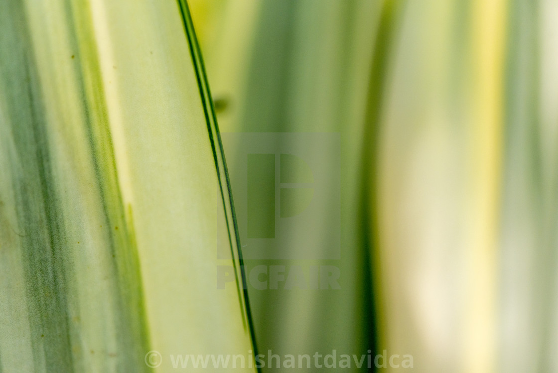 "A Pretty Leaf" stock image