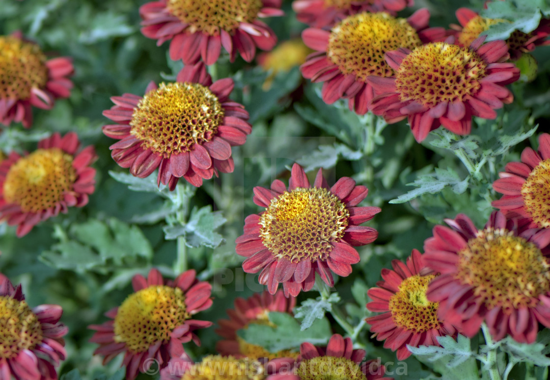 "God's Amazing Handiwork" stock image