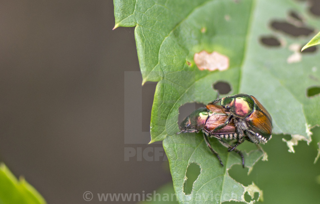 "Mating Japanese beetle (Popillia japonica)" stock image