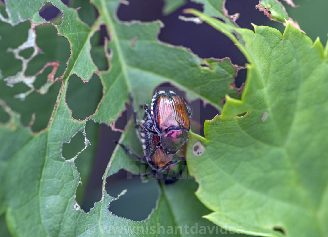 "Mating Japanese beetle (Popillia japonica)" stock image