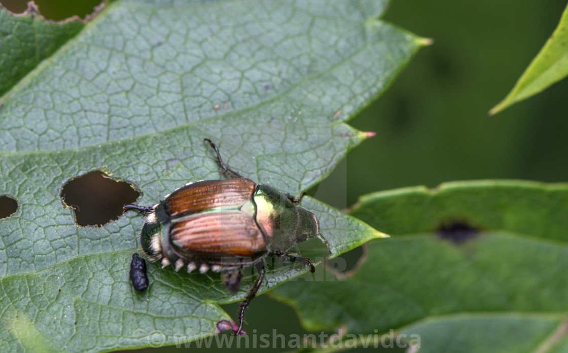 "Japanese beetle (Popillia japonica) with Excreta" stock image