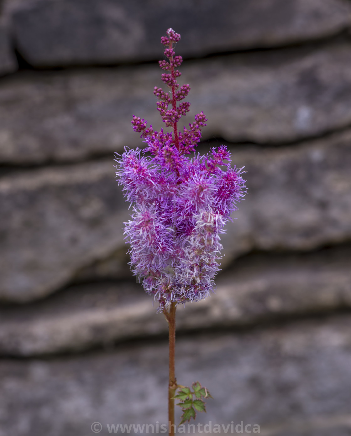 "A Pretty Pink Bloom." stock image