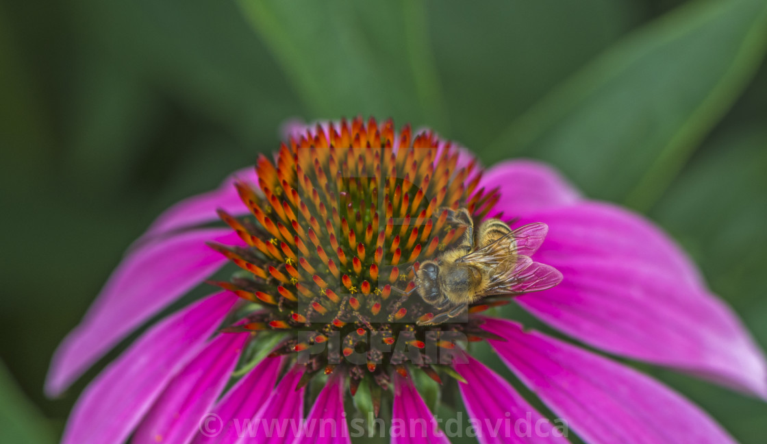 "A Honey Bee On A Flower" stock image