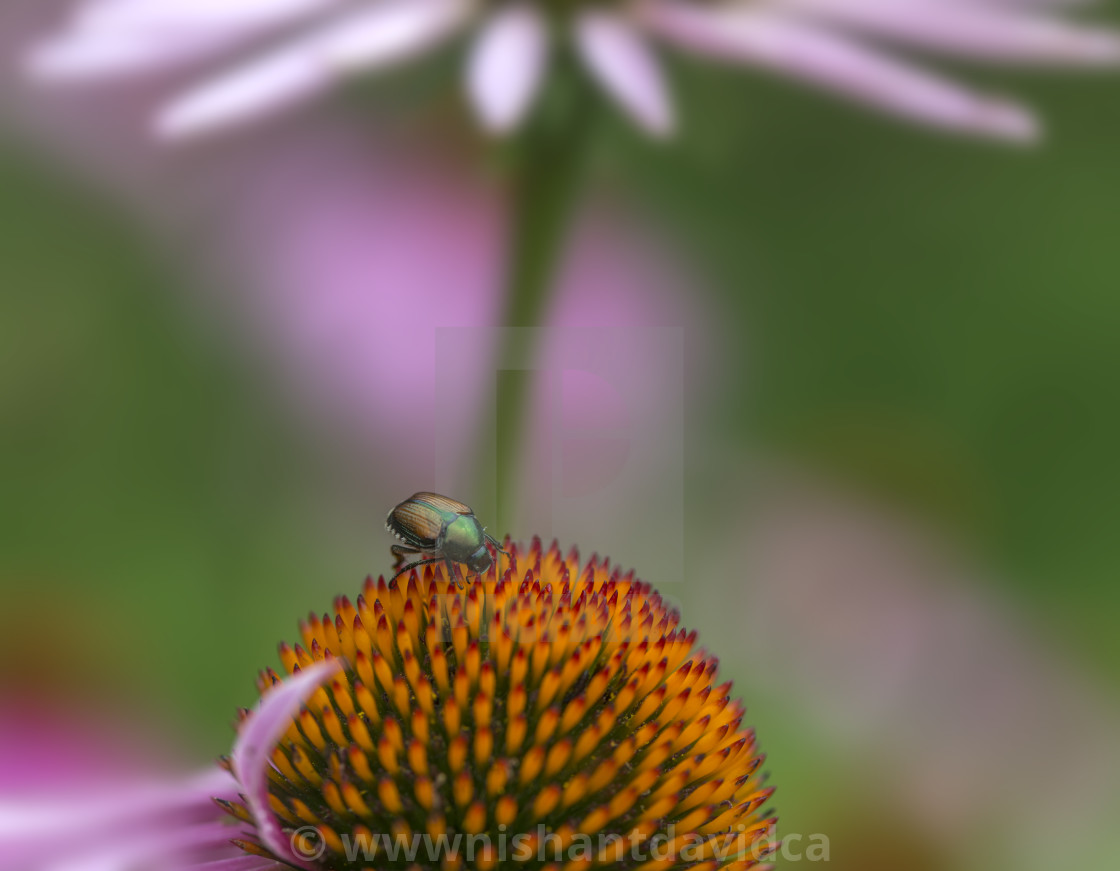 "The Japanese beetle (Popillia japonica)" stock image