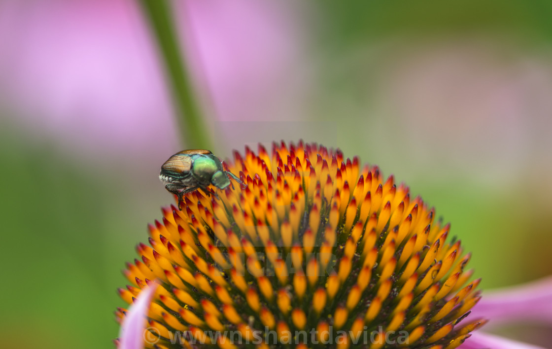 "The Japanese beetle (Popillia japonica)" stock image