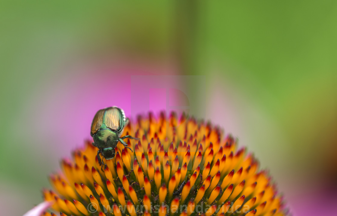 "The Japanese beetle (Popillia japonica)" stock image