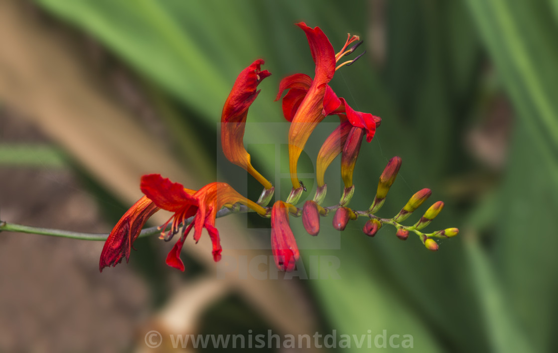 "Crocosmia Lucifer" stock image